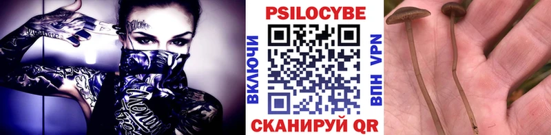Псилоцибиновые грибы Psilocybe  даркнет официальный сайт  Ишим 